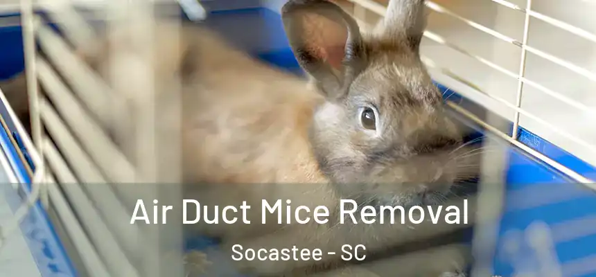 Air Duct Mice Removal Socastee - SC