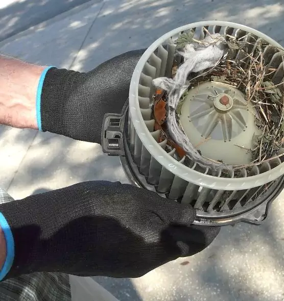 About Air Duct Mice Removal in Socastee, SC